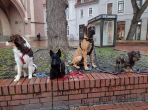 alltagstauglicher Hund