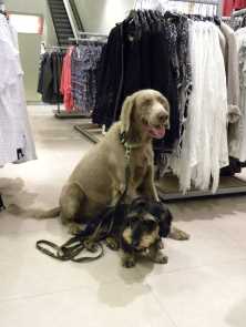 alltagstauglicher Hund