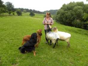 alltagstauglicher Hund