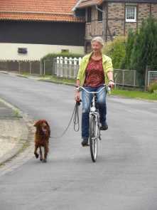 alltagstauglicher Hund