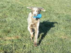 Dummy-Training