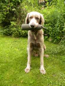 Dummy-Training