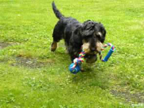 Dummy-Training