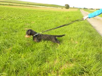 Problemhund