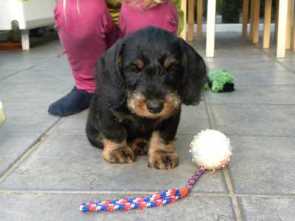 Welpen