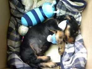 Welpen